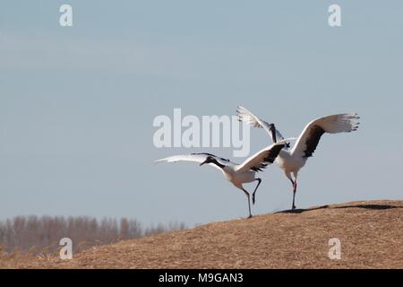 Qiqihar, Qiqihar, China. 26 Mär, 2018. Qiqihar, CHINA-24. März 2018: rot-gekrönten Krane in Qiqihar, im Nordosten der chinesischen Provinz Heilongjiang. Credit: SIPA Asien/ZUMA Draht/Alamy leben Nachrichten Stockfoto