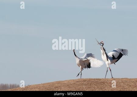 Qiqihar, Qiqihar, China. 26 Mär, 2018. Qiqihar, CHINA-24. März 2018: rot-gekrönten Krane in Qiqihar, im Nordosten der chinesischen Provinz Heilongjiang. Credit: SIPA Asien/ZUMA Draht/Alamy leben Nachrichten Stockfoto