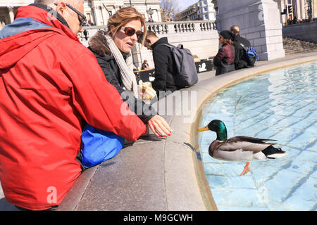 London, Großbritannien. 26. März 2018. Touristen feed Enten schwimmen auf dem Trafalgar Square Brunnen an einem warmen Frühlingstag Credit: Amer ghazzal/Alamy leben Nachrichten Stockfoto