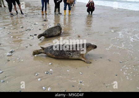 Porthtowan, Großbritannien. 26. März 2018. Die kornische Seal Sanctuary freigegeben Dichtungen, dass Sie zurück in den Wilden gerettet haben heute Mittag. Die folgenden Welpen veröffentlicht wurden - Alfred, Charlestown, Grambler, Warleggan, Ted und Crofty Dies sind die ersten Welpen nach einer außerordentlich langen Saison freigegeben werden, das Team arbeitet rund um die Uhr Diese jungrobben, um erfolgreich durch die Rehabilitation gehen. Foto: Simon Maycock/Alamy leben Nachrichten Stockfoto