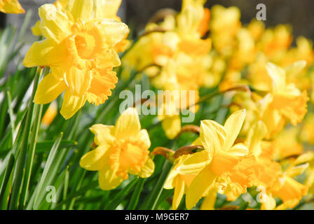 Isle of Portland. 26. März 2018. Narzissen blühen in Hülle und Fülle an der Portland Höhen, Isle of Portland Credit: stuart Hartmut Ost/Alamy leben Nachrichten Stockfoto