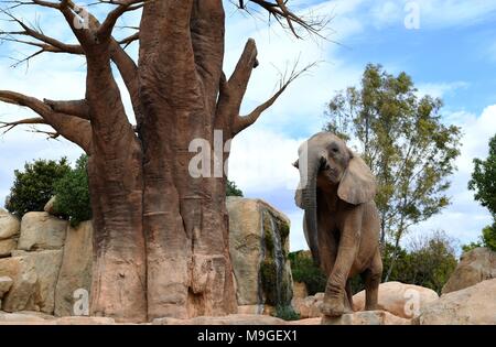 Valencia, Spanien. 25 Mär, 2018. Ein Afrikanischer Elefant ist an der Bioparc Valencia, Spanien, März 25, 2018 gesehen. Quelle: Guo Qiuda/Xinhua/Alamy leben Nachrichten Stockfoto