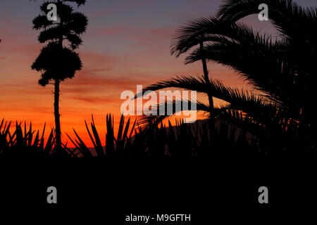 Sonnenuntergang Ambiente, mit Palmen Schatten Stockfoto