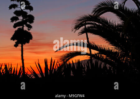 Sonnenuntergang Ambiente, mit Palmen Schatten Stockfoto