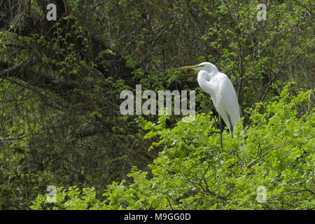 Silberreiher Ardea alba thront im Baum. Stockfoto