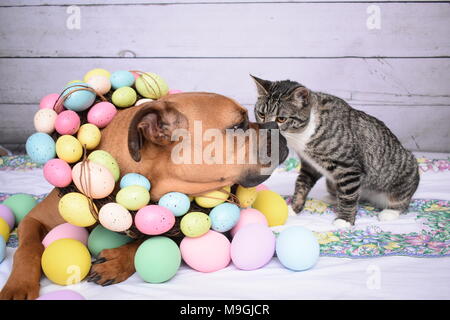 Boxer Rasse Hund und Katze Manx Katze Ostern Portrait Stockfoto