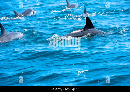 Eine Nahaufnahme einer Delfinen schwimmen im Südpazifik vor der Insel Moorea. Stockfoto