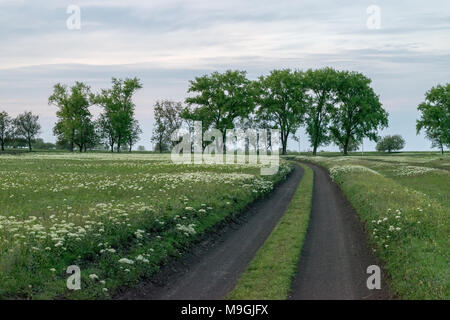 Eine geschwungene Straße mit Blumen den Weg mit Bäumen im Hintergrund. Stockfoto