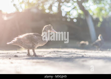 Ein entlein in der Sonne unter anderen Peers von ihr ist. Stockfoto