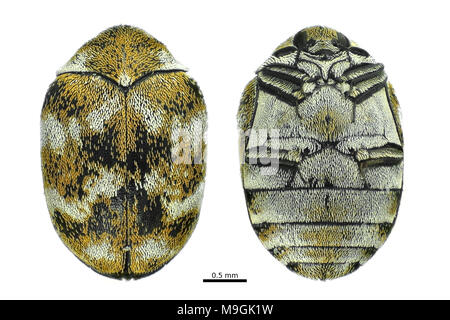 Licht Schliffbild einer abwechslungsreichen Teppich Käfer (Anthrenus verbasci), dorsalen und ventralen Blick auf weißem Hintergrund Stockfoto