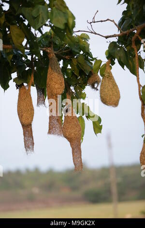 Webervögel auf Kerala Stockfoto