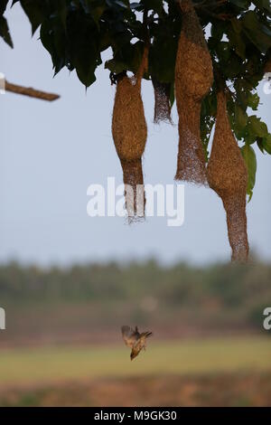 Webervögel auf Kerala Stockfoto