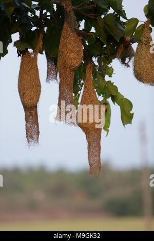 Webervögel auf Kerala Stockfoto