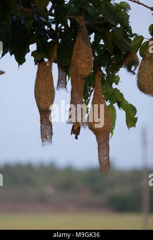 Webervögel auf Kerala Stockfoto