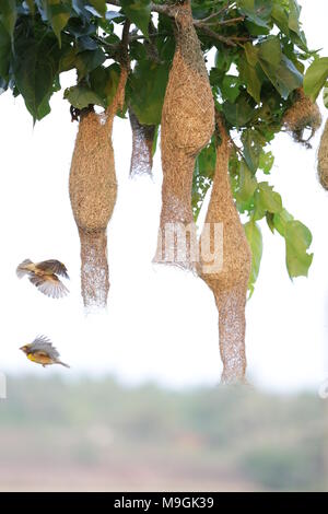 Webervögel auf Kerala Stockfoto