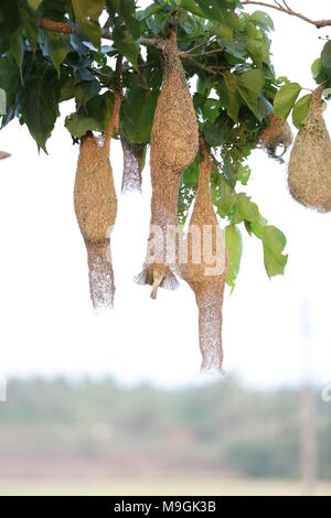 Webervögel auf Kerala Stockfoto