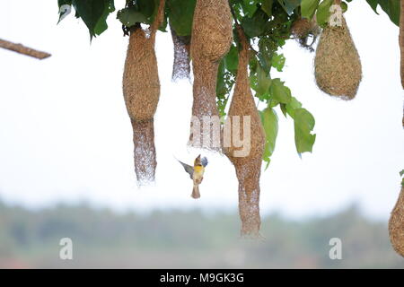 Webervögel auf Kerala Stockfoto