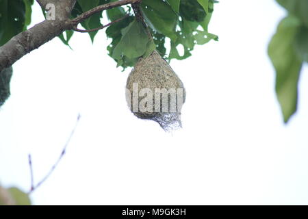 Webervögel auf Kerala Stockfoto