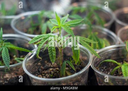 Geklonte Cannabis indica Marihuana Stecklinge von einer Mutter in eine Tasse Boden neben anderen verwurzelt, wie einen Innenpool für medizinische Verwendung wachsen. Stockfoto