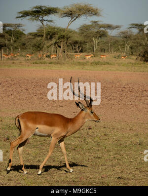 Impala in der afrikanischen Wildlife Park der Serengeti National Park, Tansania. Stockfoto