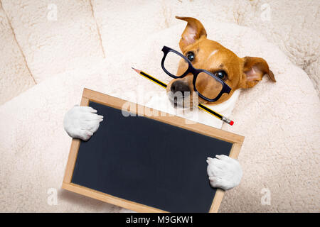 Büroangestellter Geschäftsmann Jack Russell Hund als Chef und Küchenchef, mit Bleistift oder Kugelschreiber in Mund, Banner oder Plakat Stockfoto