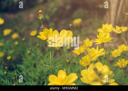 Nahaufnahme Des Kosmos Blume Und Gelb Starship Blume Am Wegrand