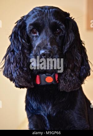 English Cocker Spaniel-Porträt Stockfoto