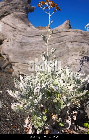 Treibholz und Strand Pflanze, Cloudy Bay, Neuseeland Stockfoto