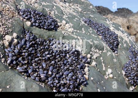 Miesmuscheln, die auf Felsen, Rhosneigr, Wales Stockfoto