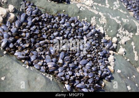 Miesmuscheln, die auf einem Felsen, Rhosneigr, Wales Stockfoto