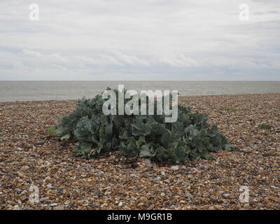 Green Sea Kale wächst an einem Kieselstrand steinstrand an der Küste Stockfoto