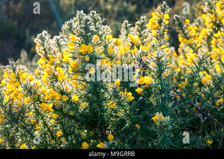Stechginster mit leuchtend gelben Blüten und harten, scharfen Dornen. Ulex europaeus Aiteann gallda Fabaceae Stockfoto
