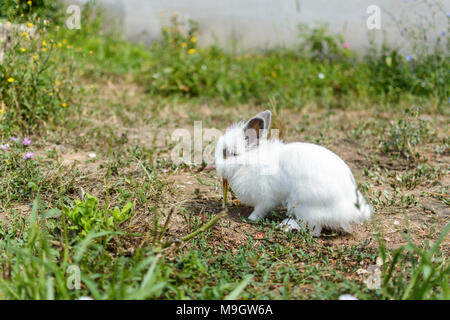 Zwerg Kaninchen im Garten, essen Gras Stockfoto