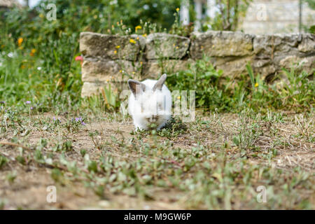 Zwerg Kaninchen im Garten, essen Gras Stockfoto