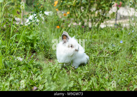 Zwerg Kaninchen im Garten, von einer Wiese umgeben Stockfoto