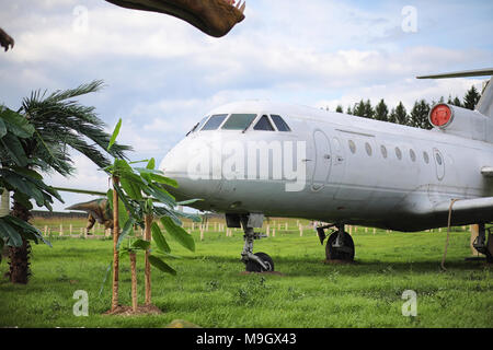 Flugzeug im Dschungel. Das Flugzeug landete in der dichten Vegetation von Stockfoto