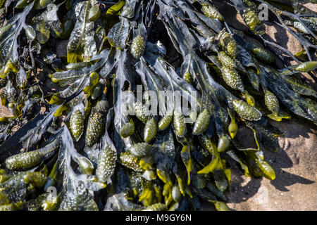 Algen und Rock Pools auf schottischen Strand Stockfoto