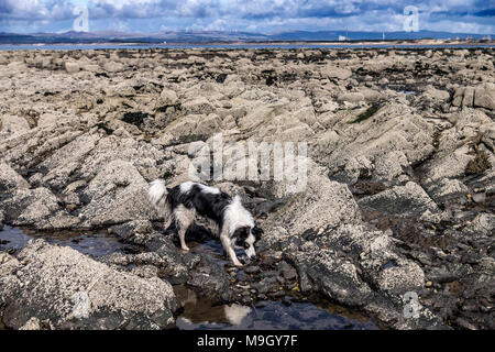 Algen und Rock Pools auf schottischen Strand Stockfoto