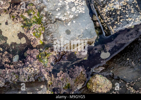 Algen und Rock Pools auf schottischen Strand Stockfoto