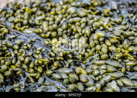 Algen und Rock Pools auf schottischen Strand Stockfoto