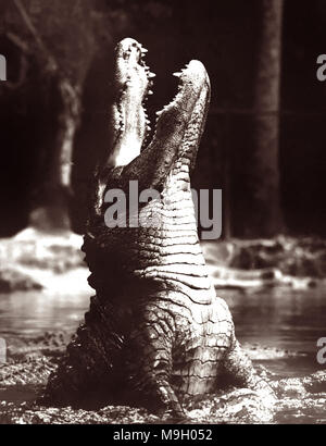 Riesige, gebrüll Alligator ragen aus dem Wasser im Homosassa Springs in den 1950er Jahren. Stockfoto