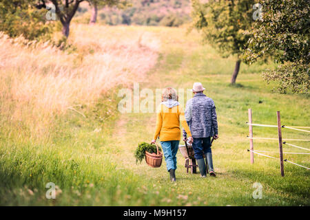 Glücklichen gesunden senior Paar mit ihrer Enkelin und Ernten von Gemüse auf Zuteilung. Mann, kleine Mädchen in einer Schubkarre, Frau, die Vegeta Stockfoto