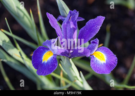 'Blue Magic' Dutch Iris, Schwertlilie (Iris Holländsk hollandica) Stockfoto