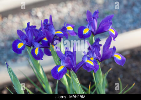 'Blue Magic' Dutch Iris, Schwertlilie (Iris Holländsk hollandica) Stockfoto