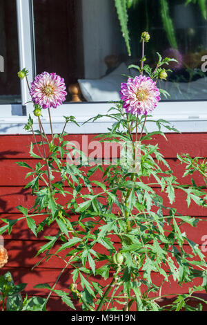 Von "Smokey" Formale dekorative Dahlie, Dekorativdahlia (Dahlia x Hortensis) Stockfoto