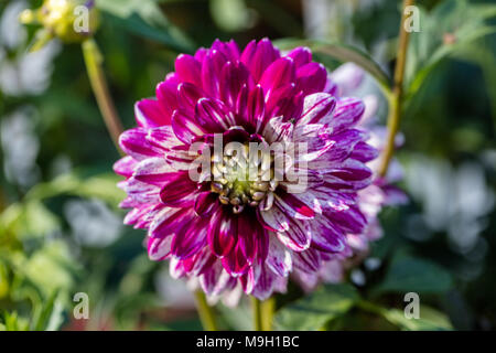 Von "Smokey" Formale dekorative Dahlie, Dekorativdahlia (Dahlia x Hortensis) Stockfoto