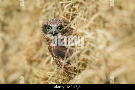 Boobook owl saß in einem Ballen Stroh. Dieses wunderschöne braune Eule ist in Australien. Mit Blick auf die Front mit gelben Augen. Landschaft Stockfoto