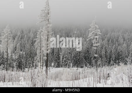 Winter verschneite Wald im Nebel Stockfoto