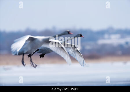 Höckerschwan Cygnus olor, ein Vogel im Flug am Abend Stockfoto