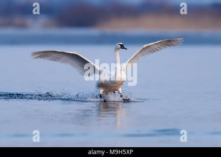 Höckerschwan Cygnus olor, ein Vogel im Flug am Abend Stockfoto